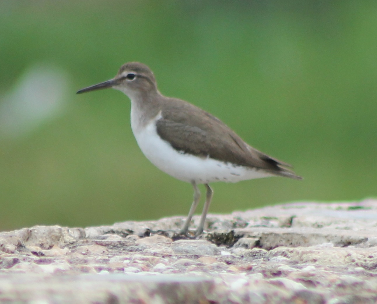 Spotted sandpiper