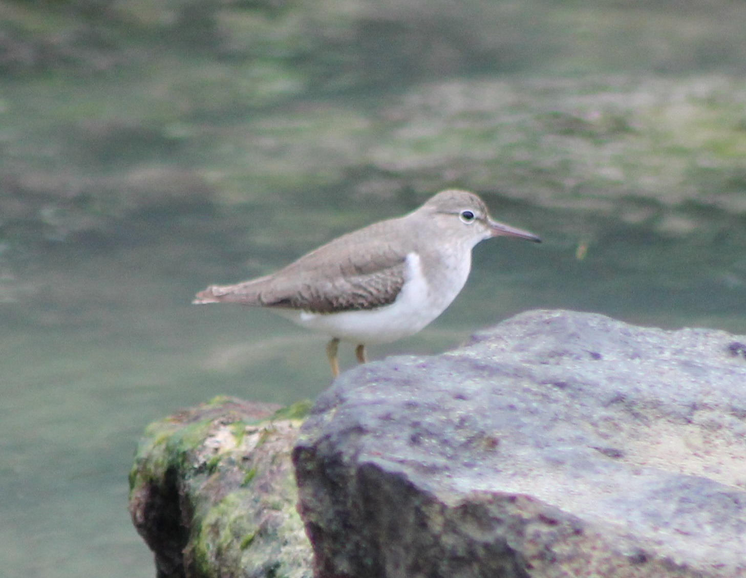 Spotted sandpiper
