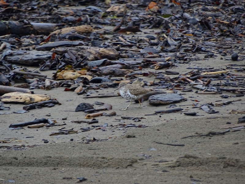 Spotted sandpiper
