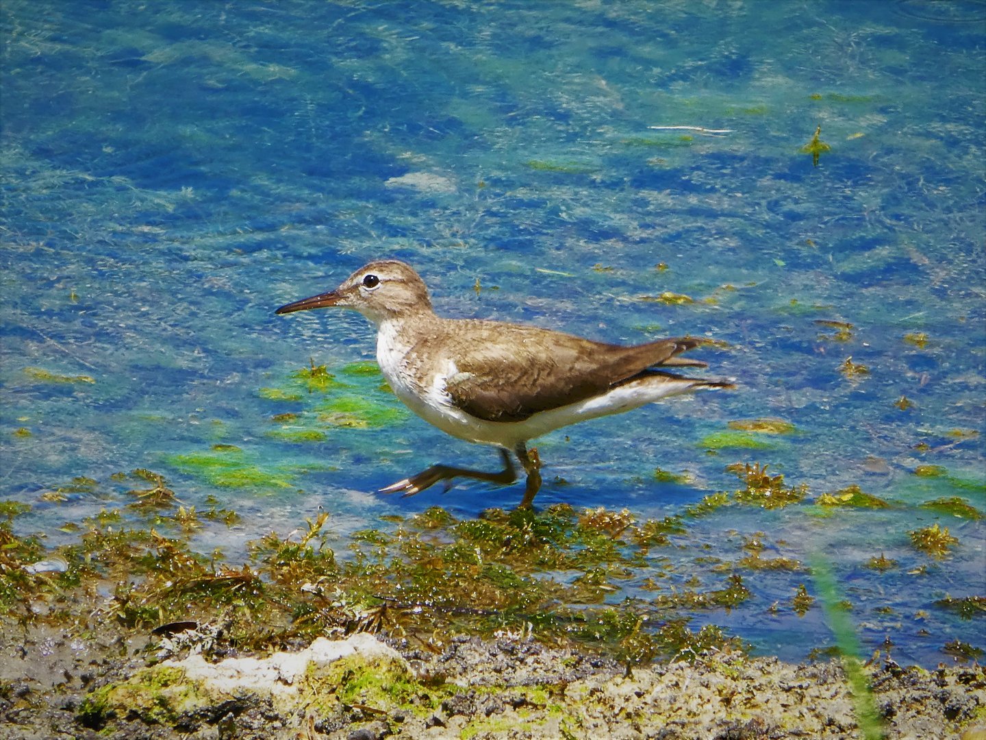 Spotted Sandpiper