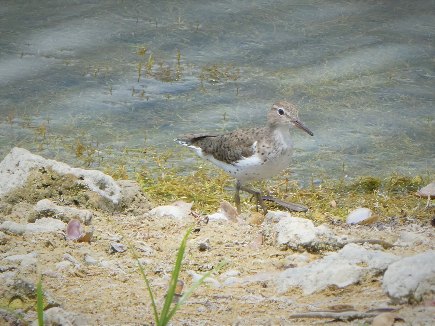 Spotted Sandpiper