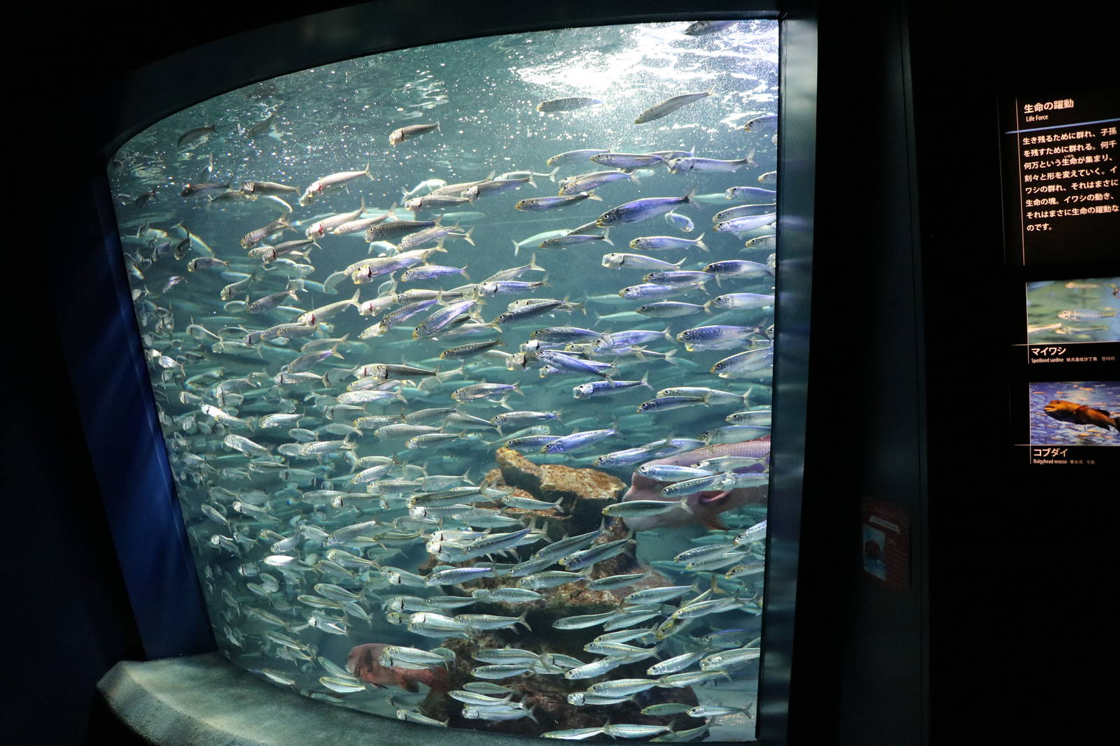 Spotted sardine tank - Sunshine Aquarium Tokyo, February 2016