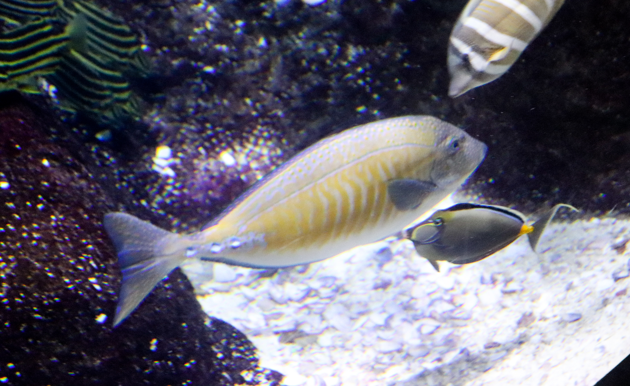 Spotted Sawtail (Prionurus maculatus) - December 2018