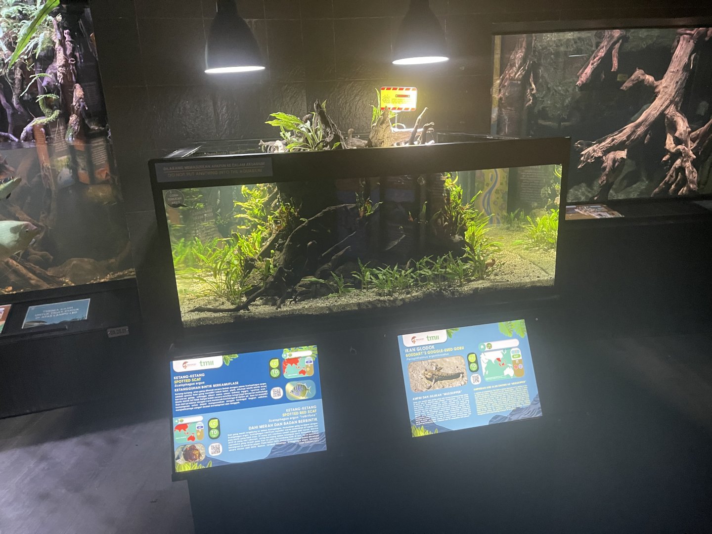 spotted scat & boddart’s goggle-eyed goby tank - dunia air tawar