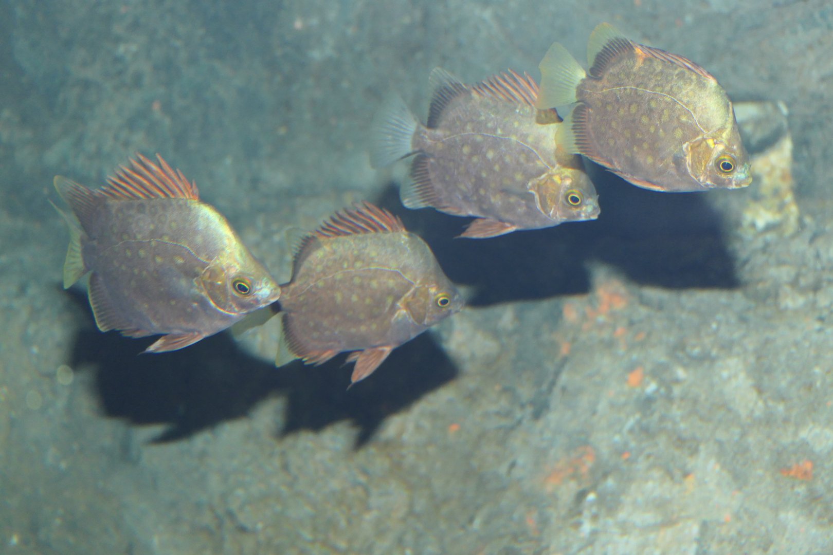 Spotted Scat juveniles (Scatophargus argus)