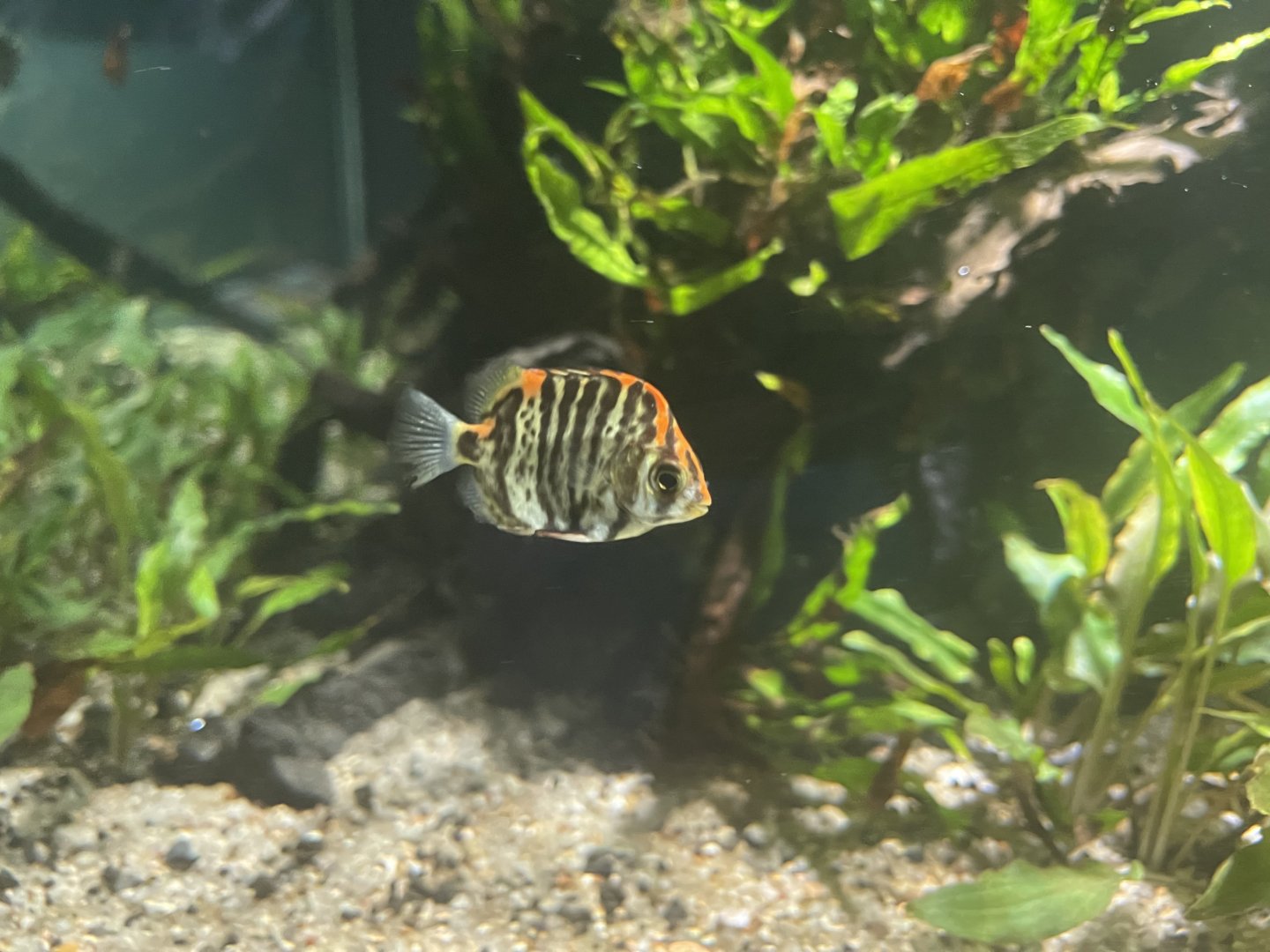 spotted scat (scatophagus argus) - dunia air tawar