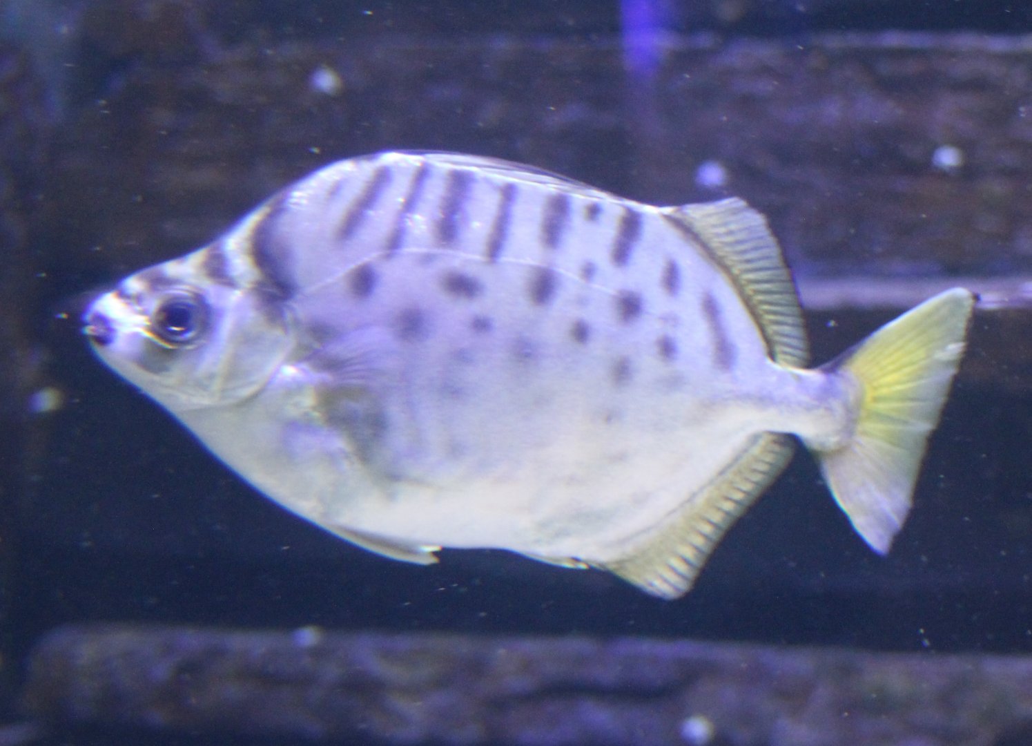 Spotted scat - Scatophagus argus