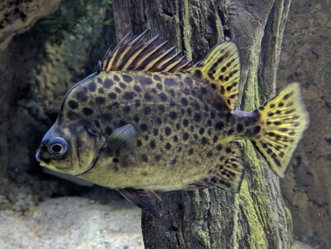 Spotted scat (Scatophagus argus)