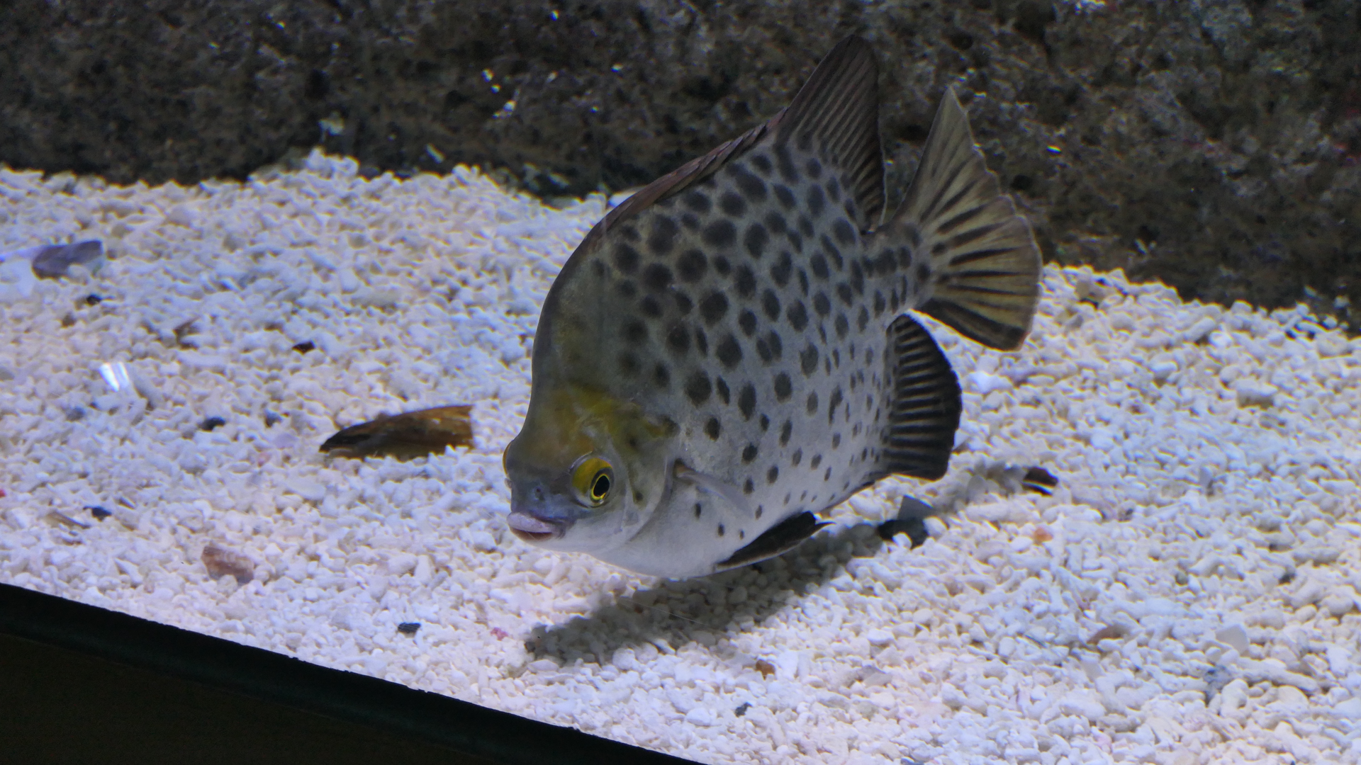 Spotted Scat (Scatophagus argus)