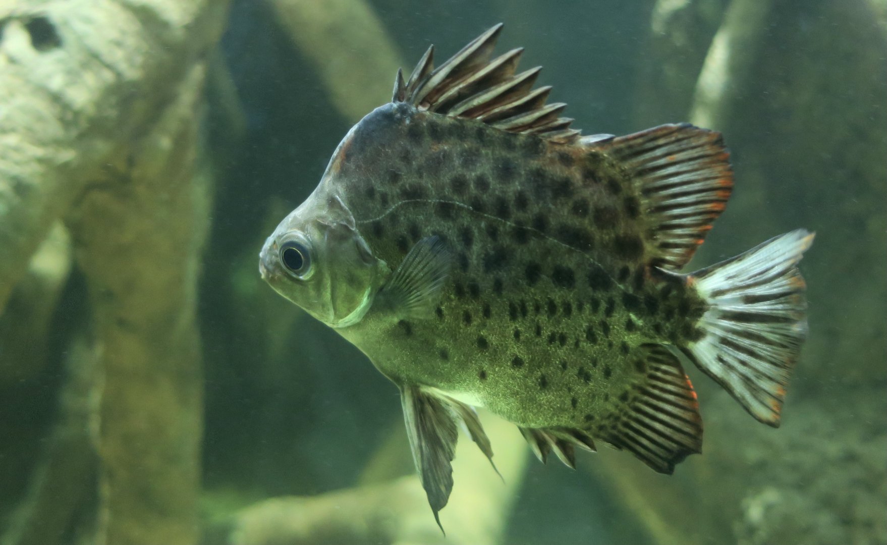 Spotted Scat (Scatophagus argus)