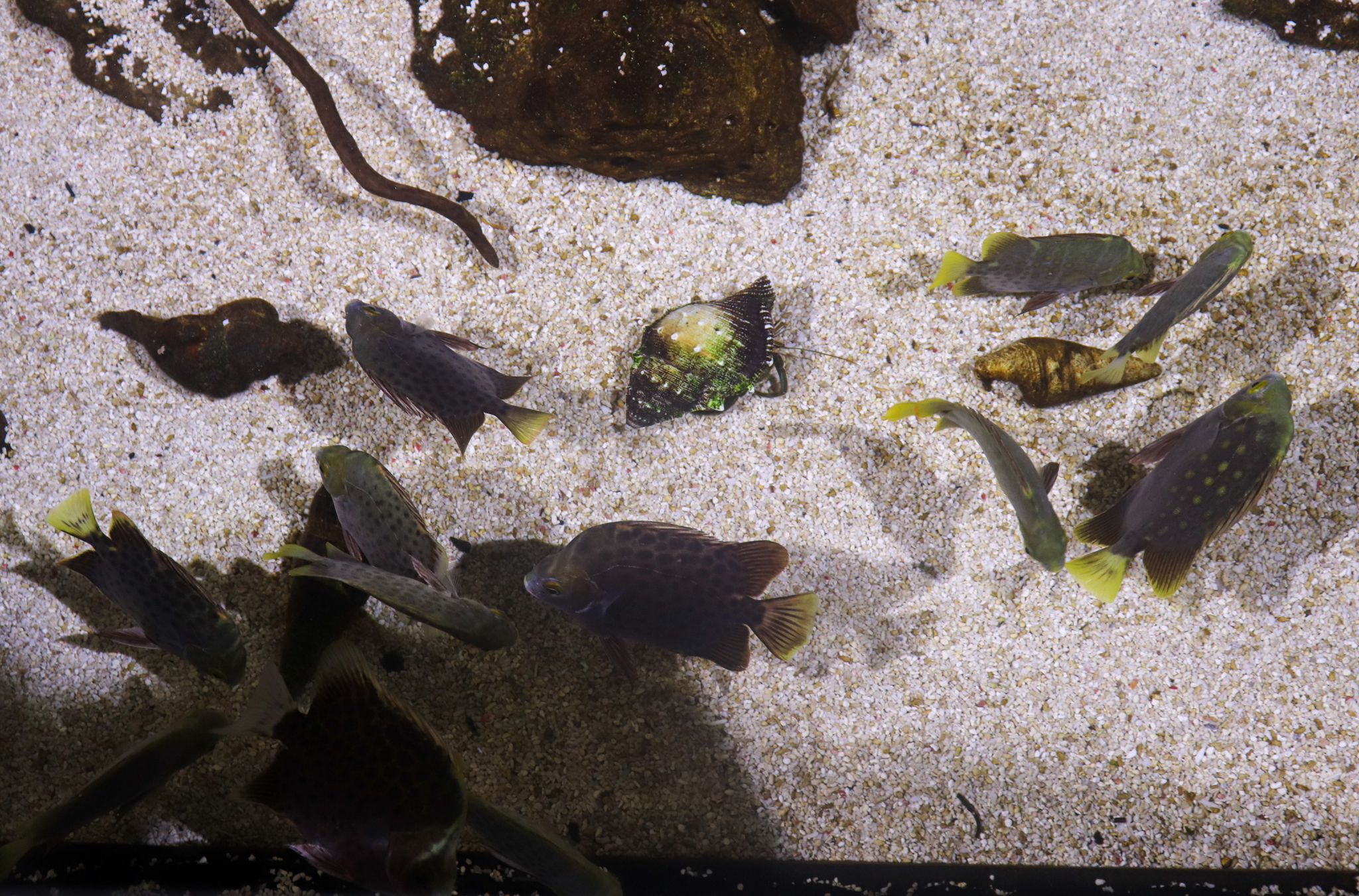 Spotted Scats (Scatophagus argus) -December 2018