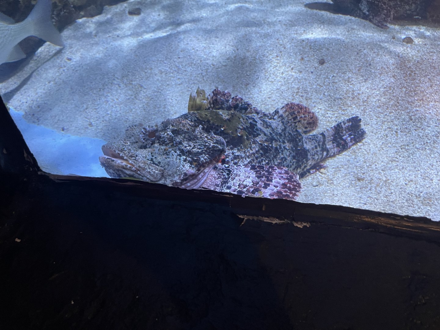 Spotted Scorpionfish (1/2/24)