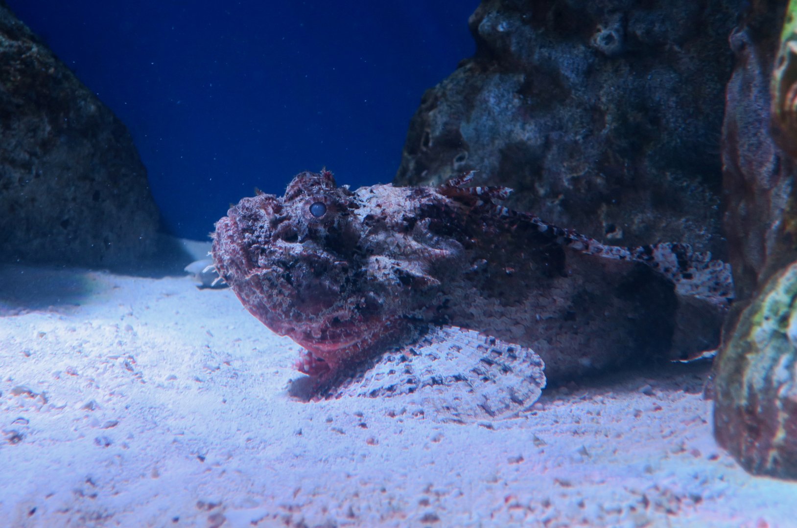 Spotted Scorpionfish (Scorpaena plumieri)