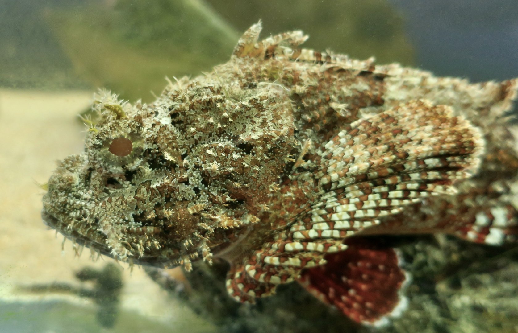 Spotted Scorpionfish (Scorpaena plumieri)