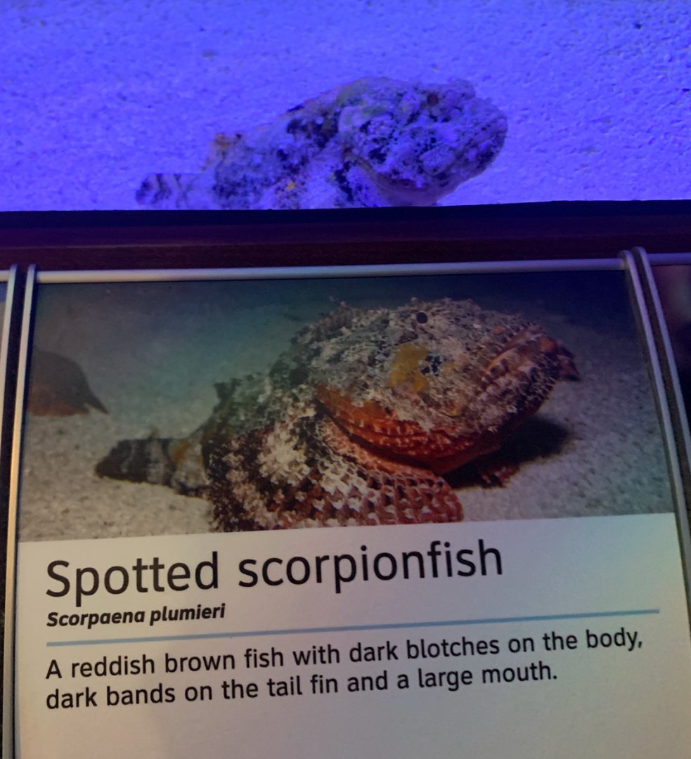 Spotted Scorpionfish (Scorpaena plumieri)