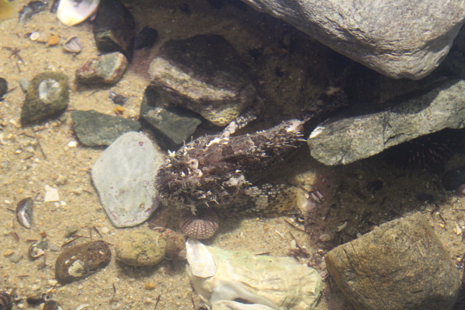 Spotted Scorpionfish