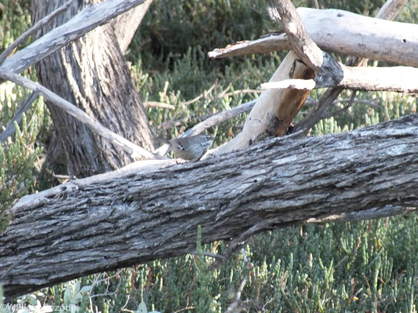 Spotted Scrubwren - Rottnest Island