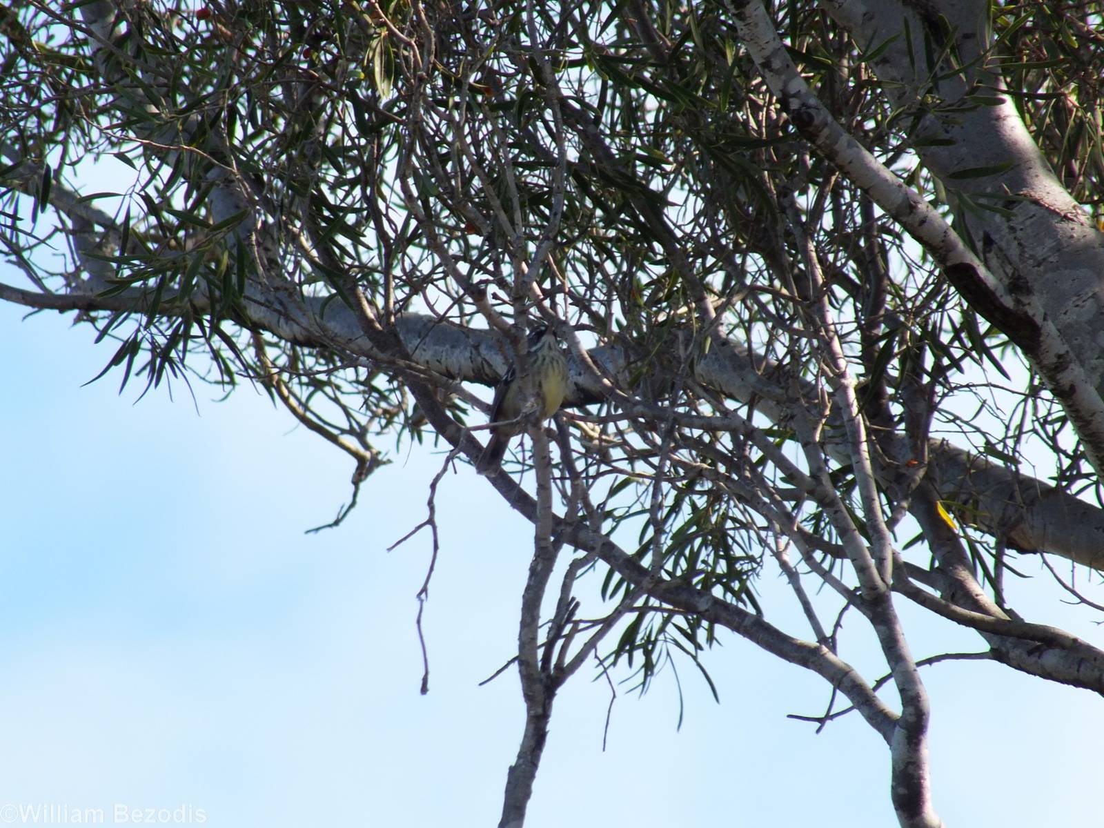 Spotted Scrubwren - Rottnest Island