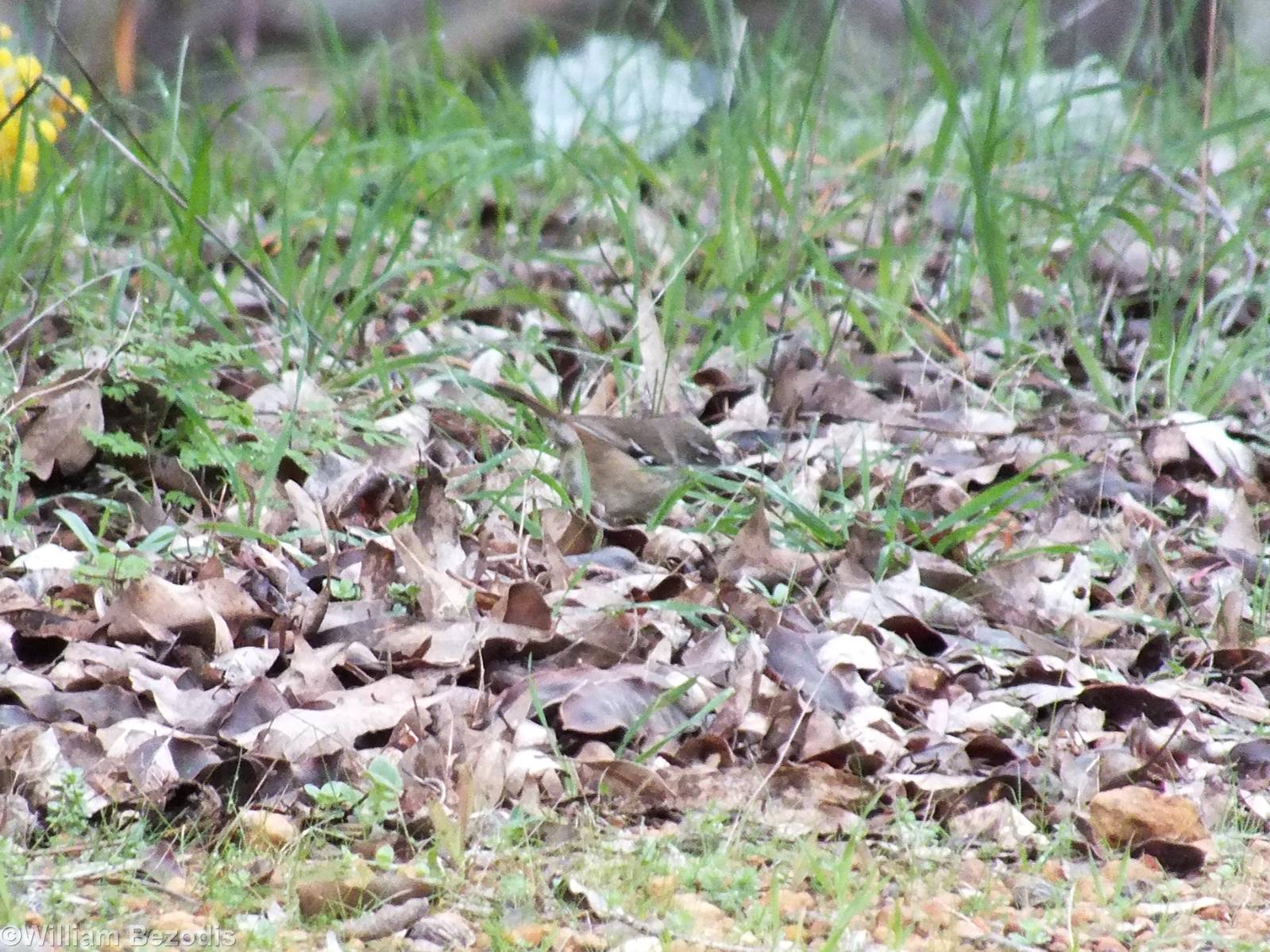 Spotted Scrubwren