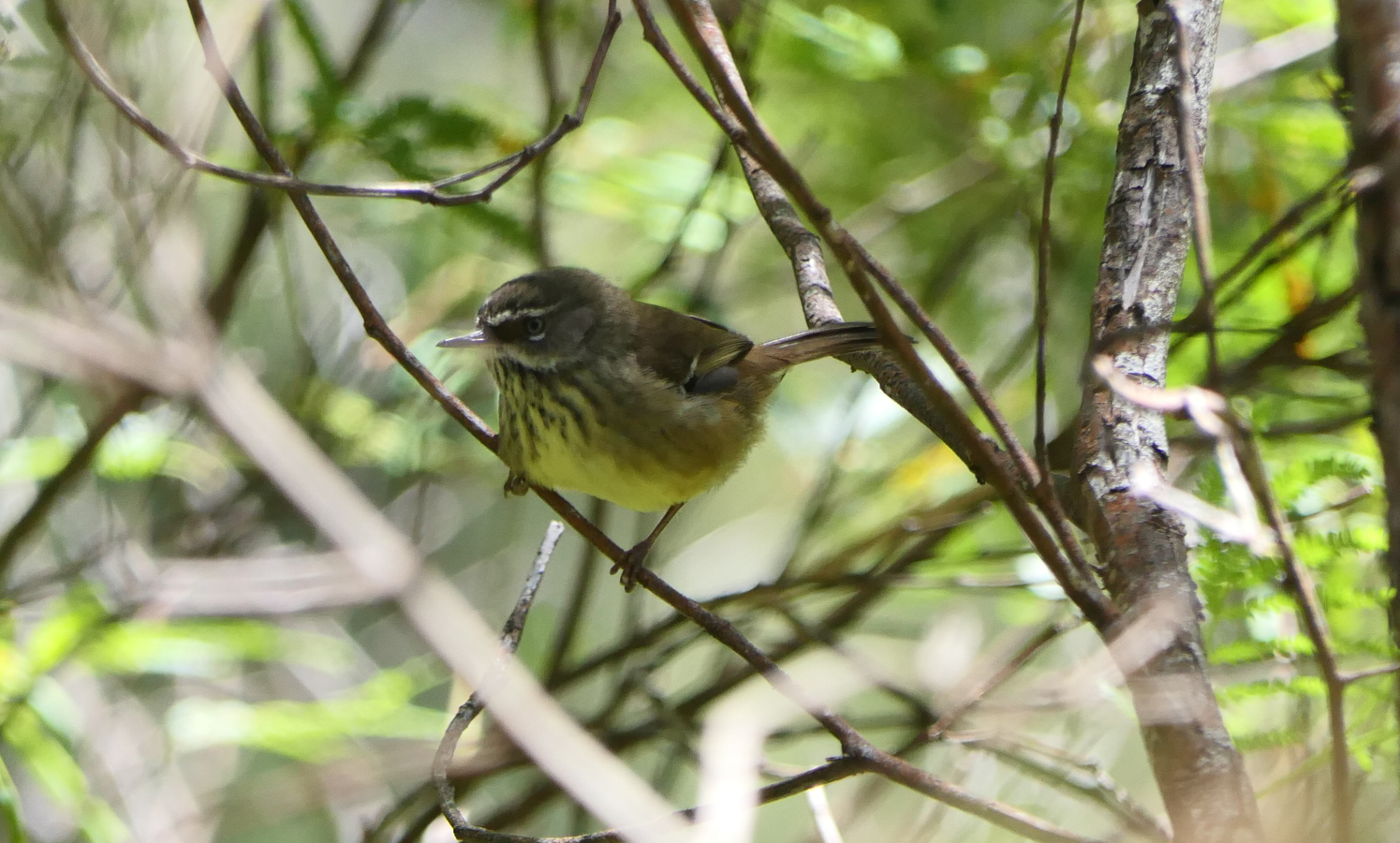Spotted Scrubwren