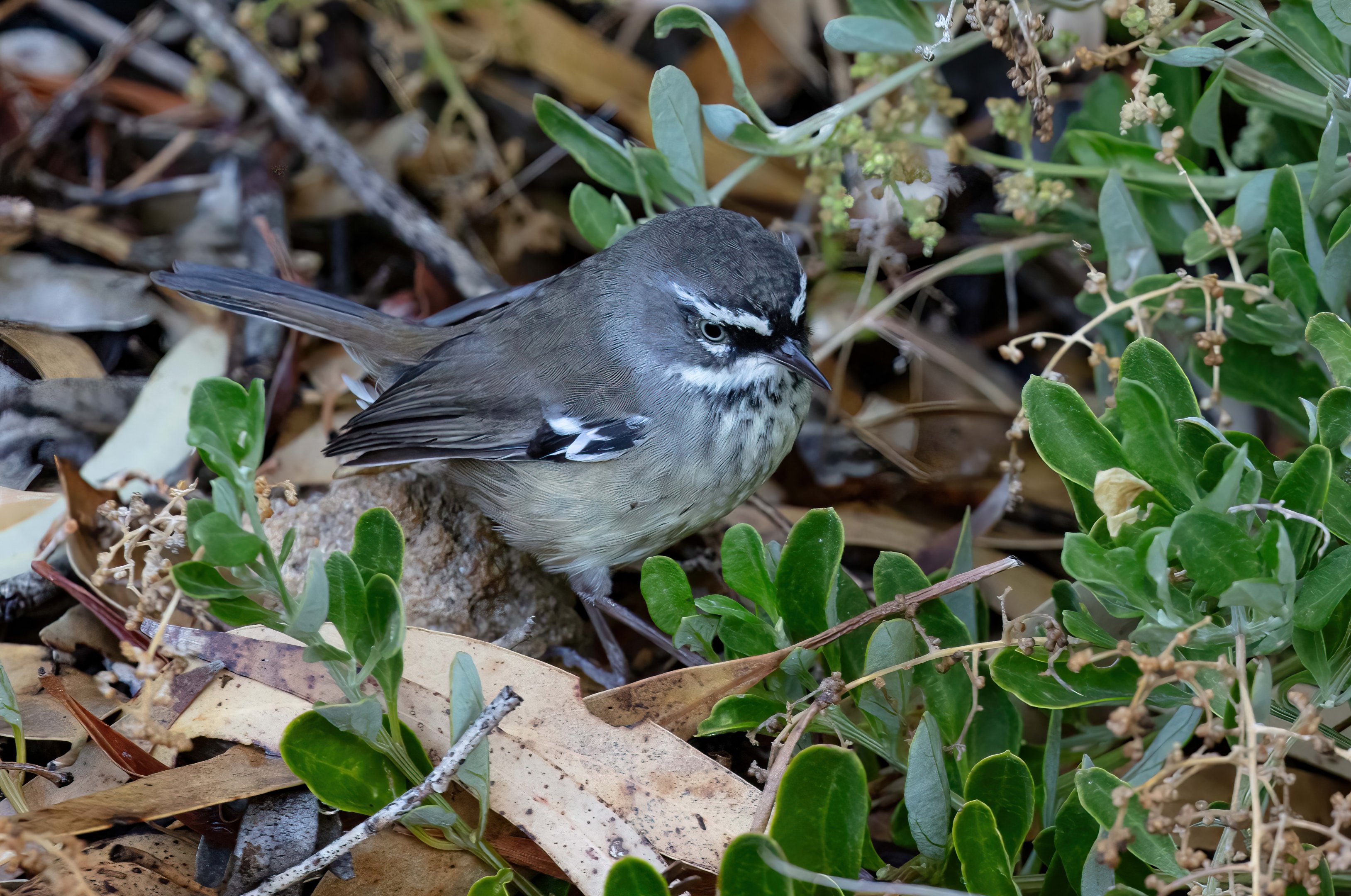 Spotted Scrubwren