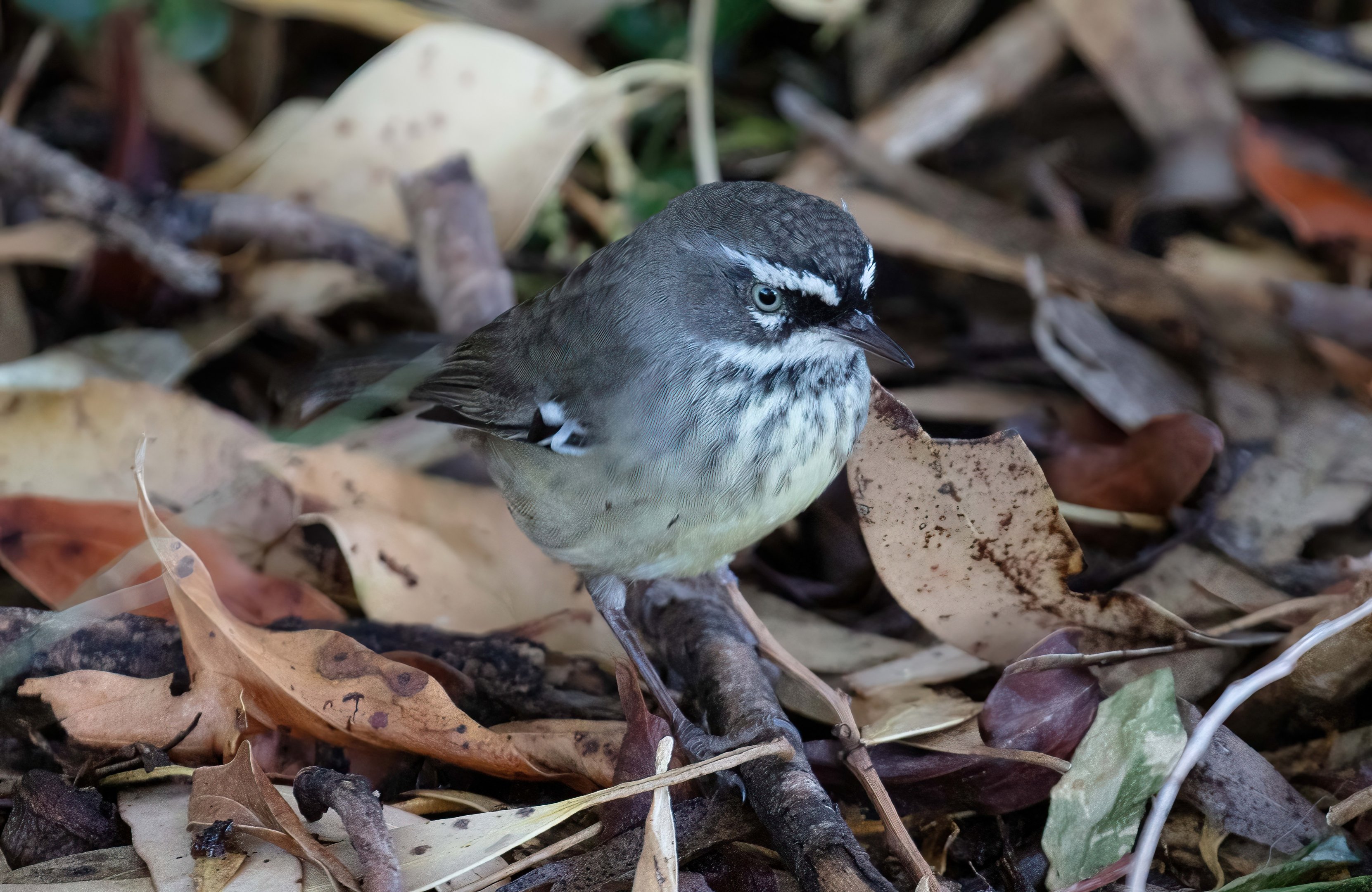 Spotted Scrubwren