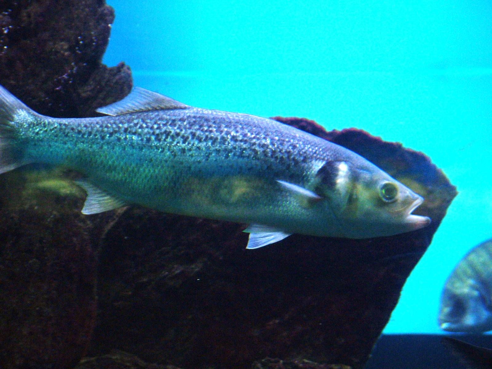 Spotted Sea Bass at Barcelona Aquarium, 31/05/11