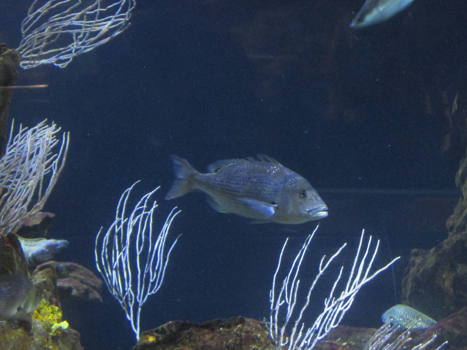 spotted sea bass barcelona aquarium