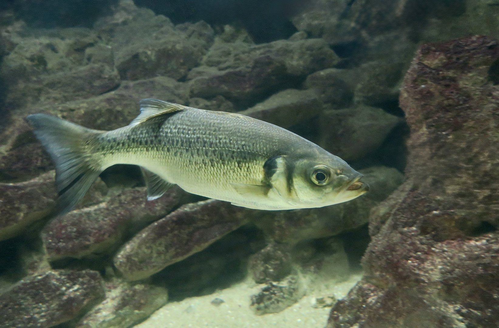 Spotted Sea Bass (Dicentrarchus punctatus)
