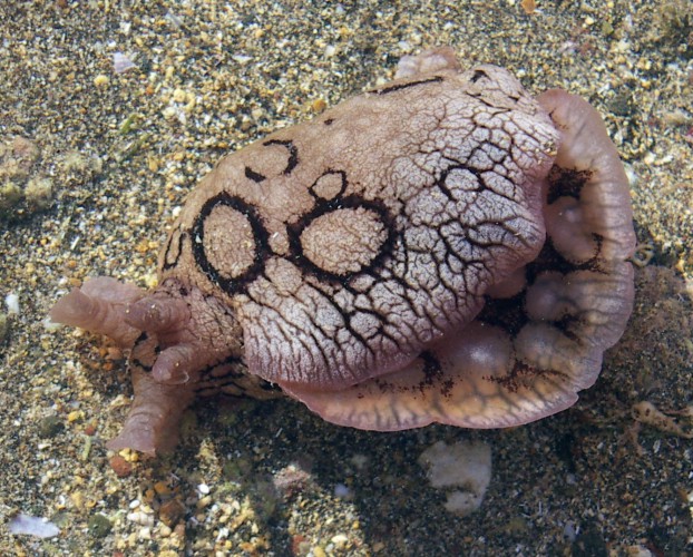 Spotted Sea Hare (Aplysia dactylomela)