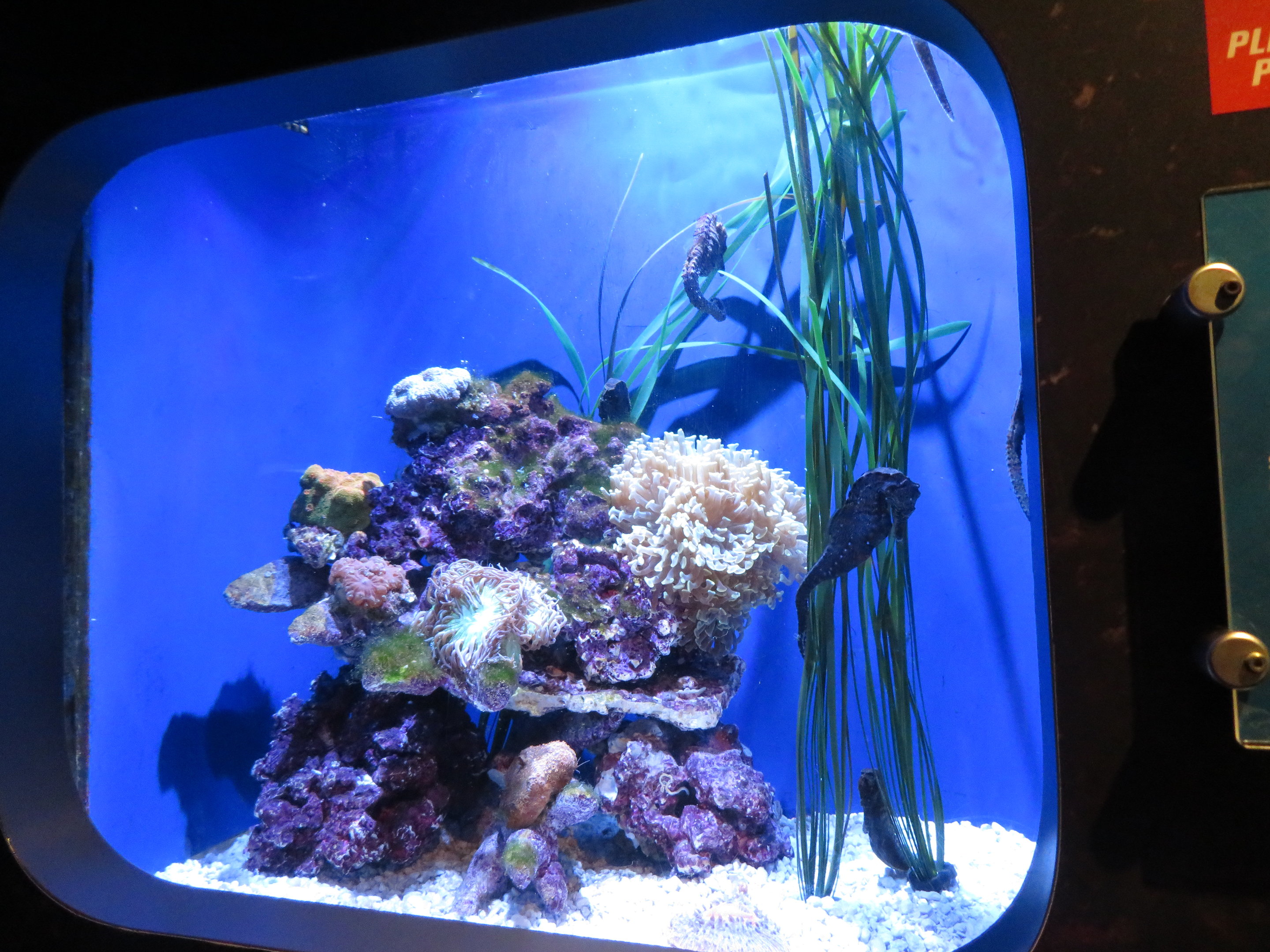 Spotted Seahorse Tank