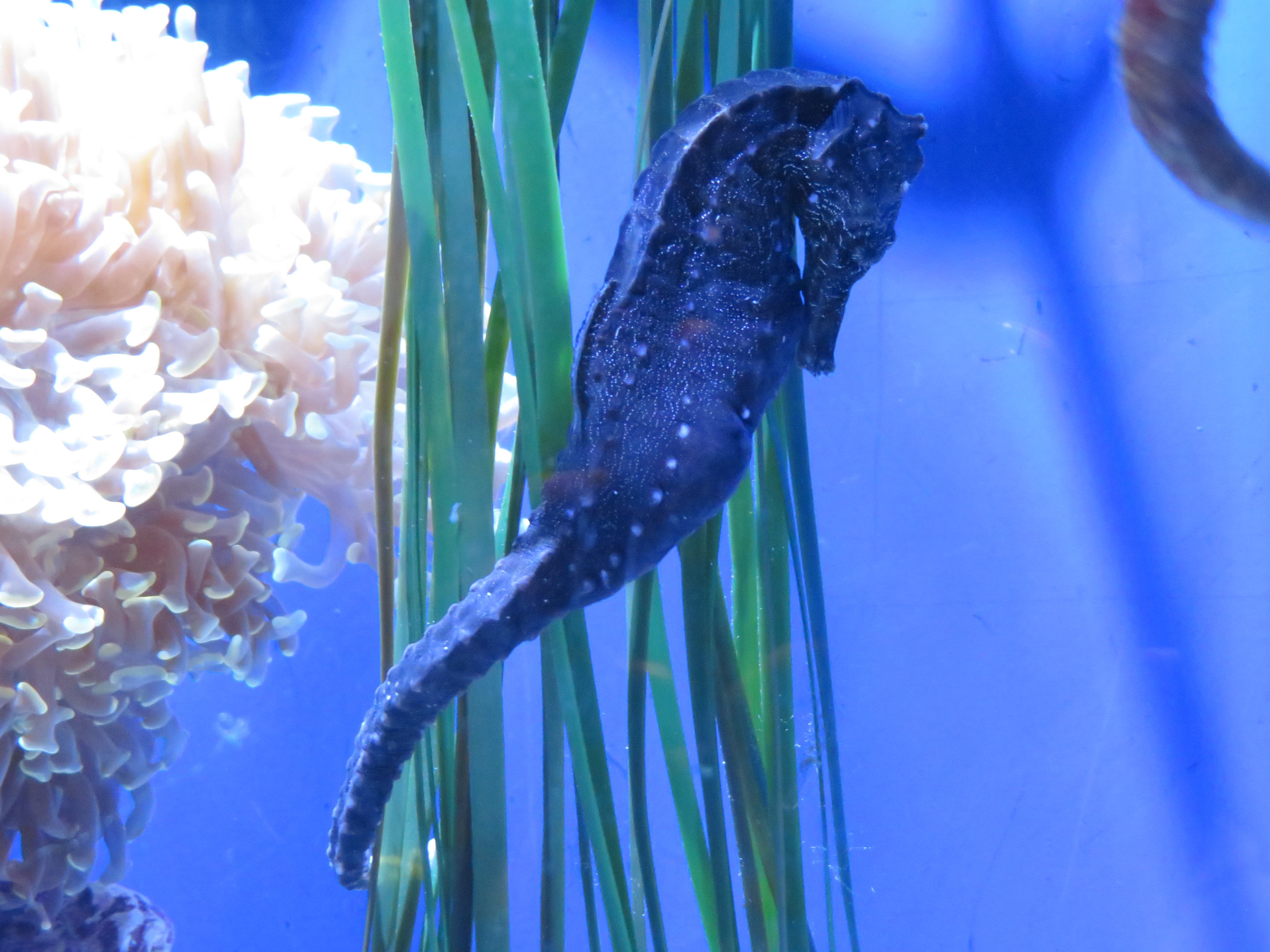 Spotted Seahorse