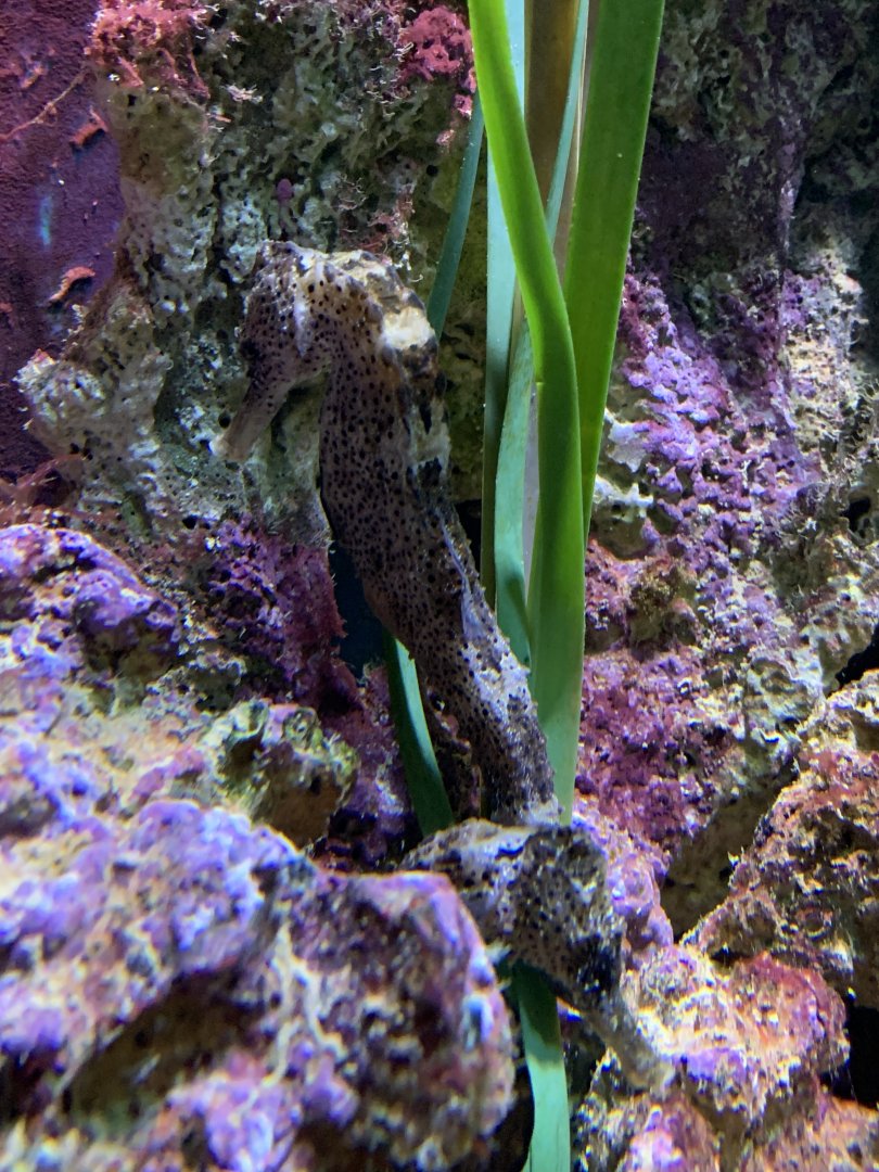 Spotted seahorse