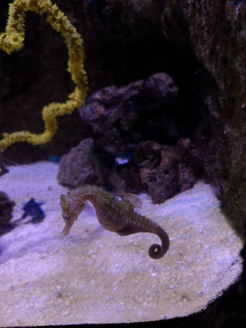 Spotted seahorse