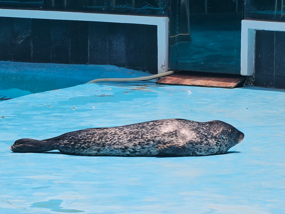 Spotted Seal, 05/2025