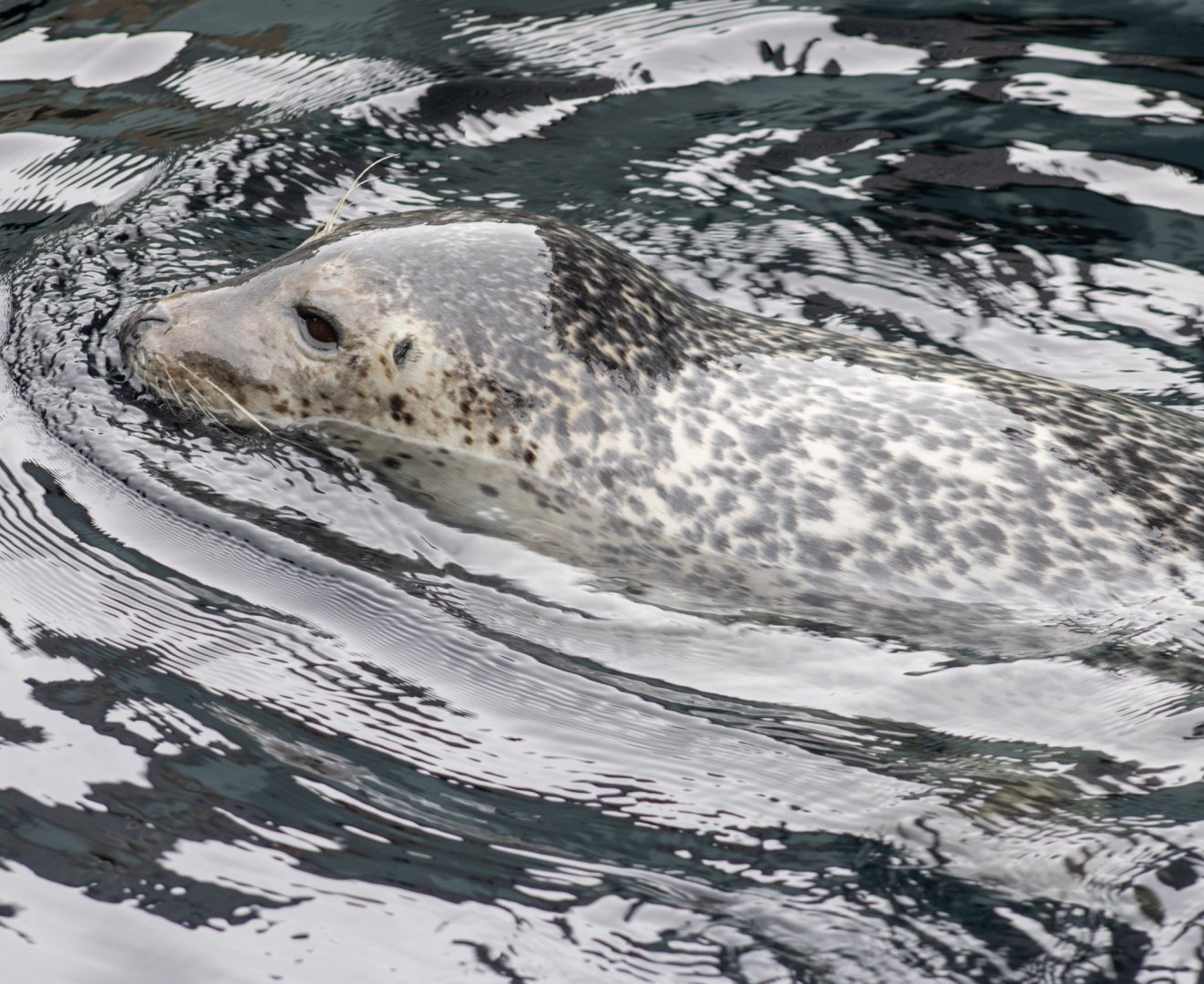 Spotted Seal (by consences)