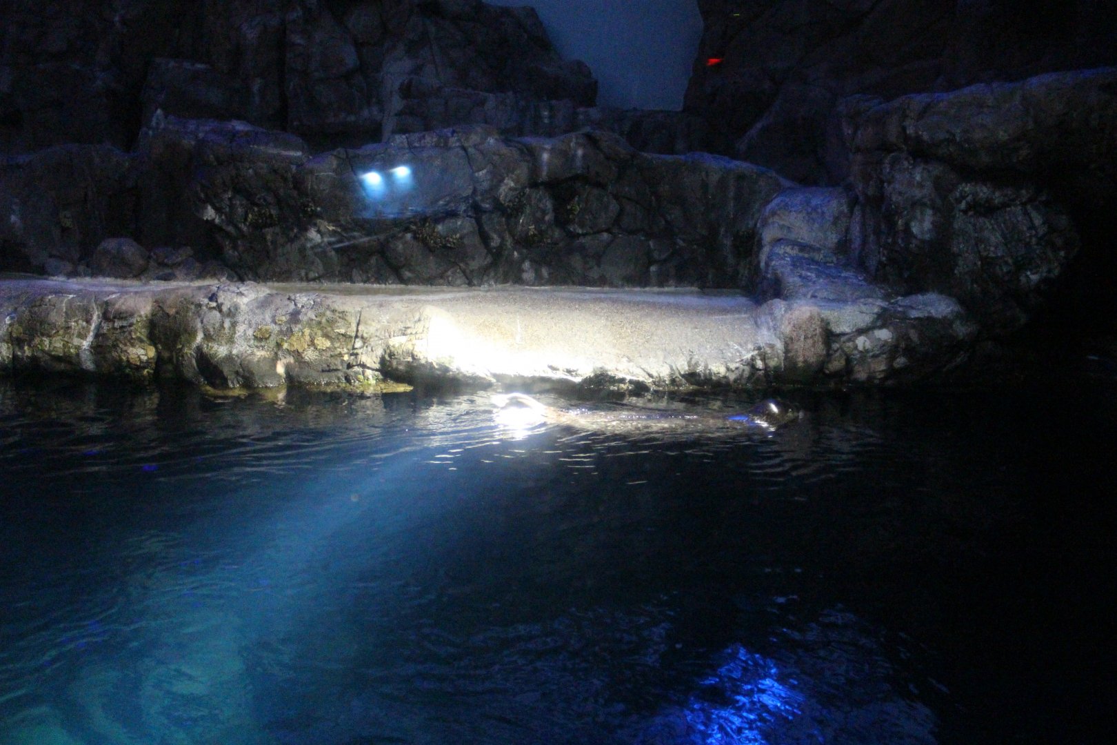 Spotted seal/californian sea lion exhibit