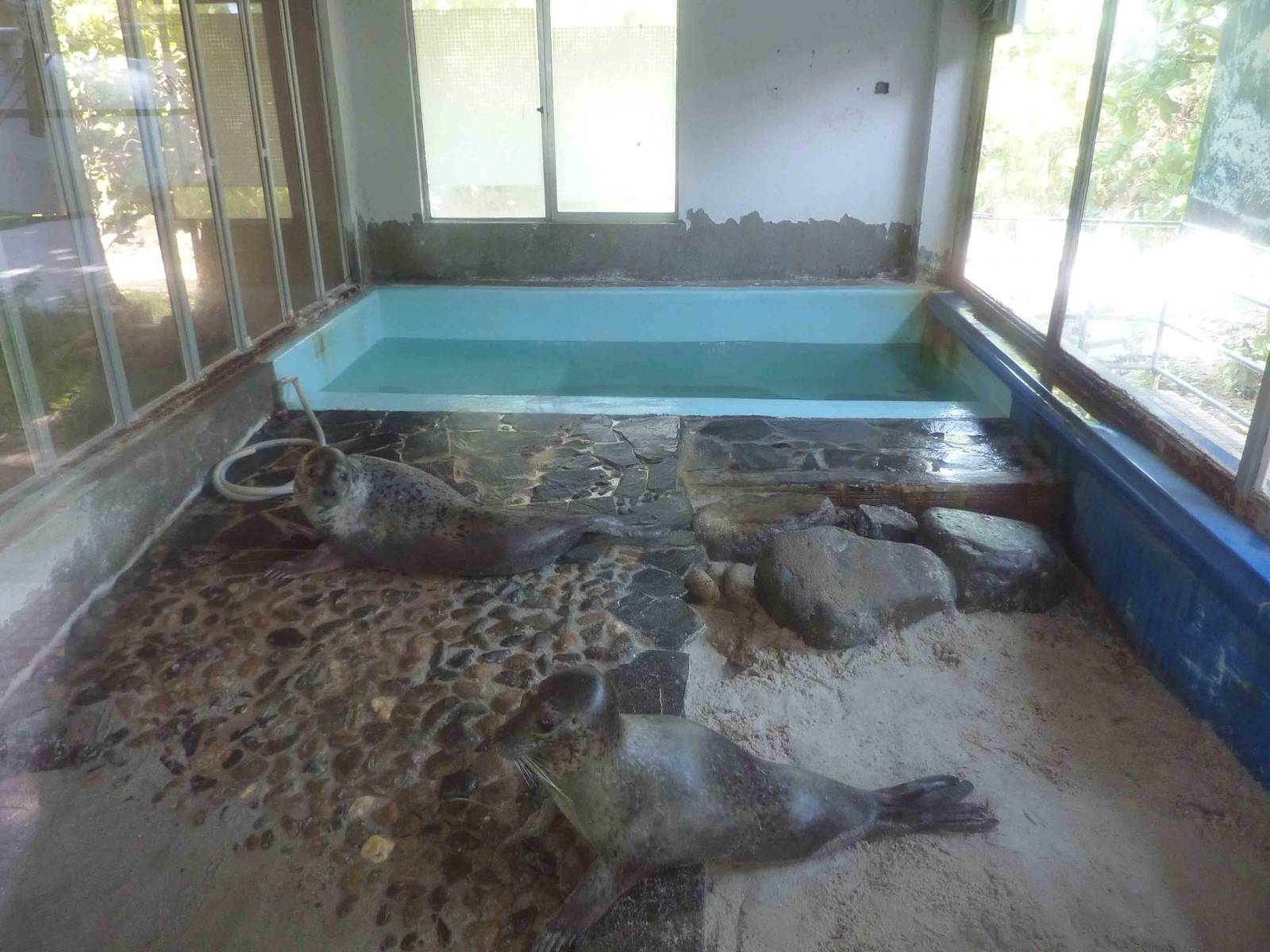 Spotted seal enclosure, May 2013.