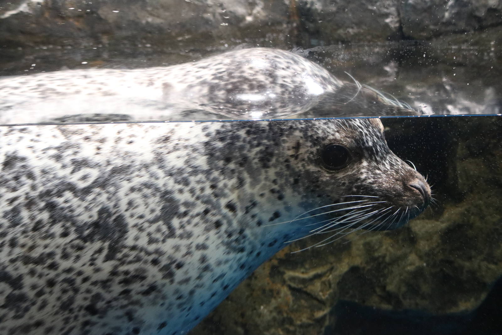 Spotted seal - EPSON Aqua Park, February 2016