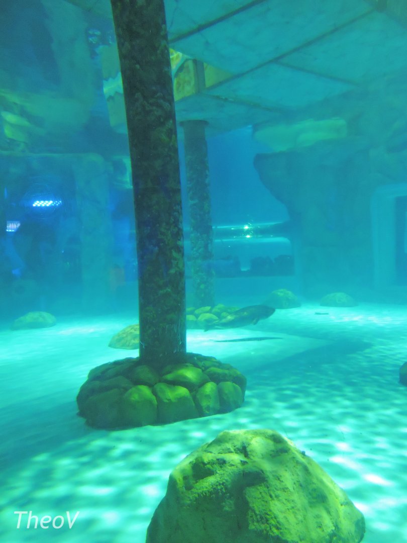 Spotted seal exhibit [2016]