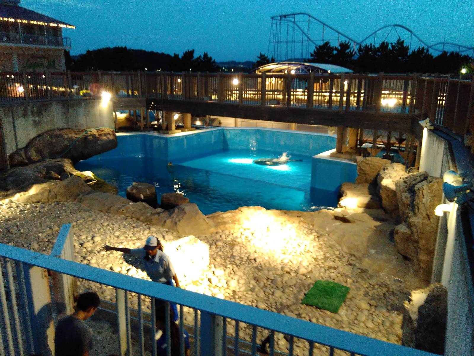 Spotted seal exhibit