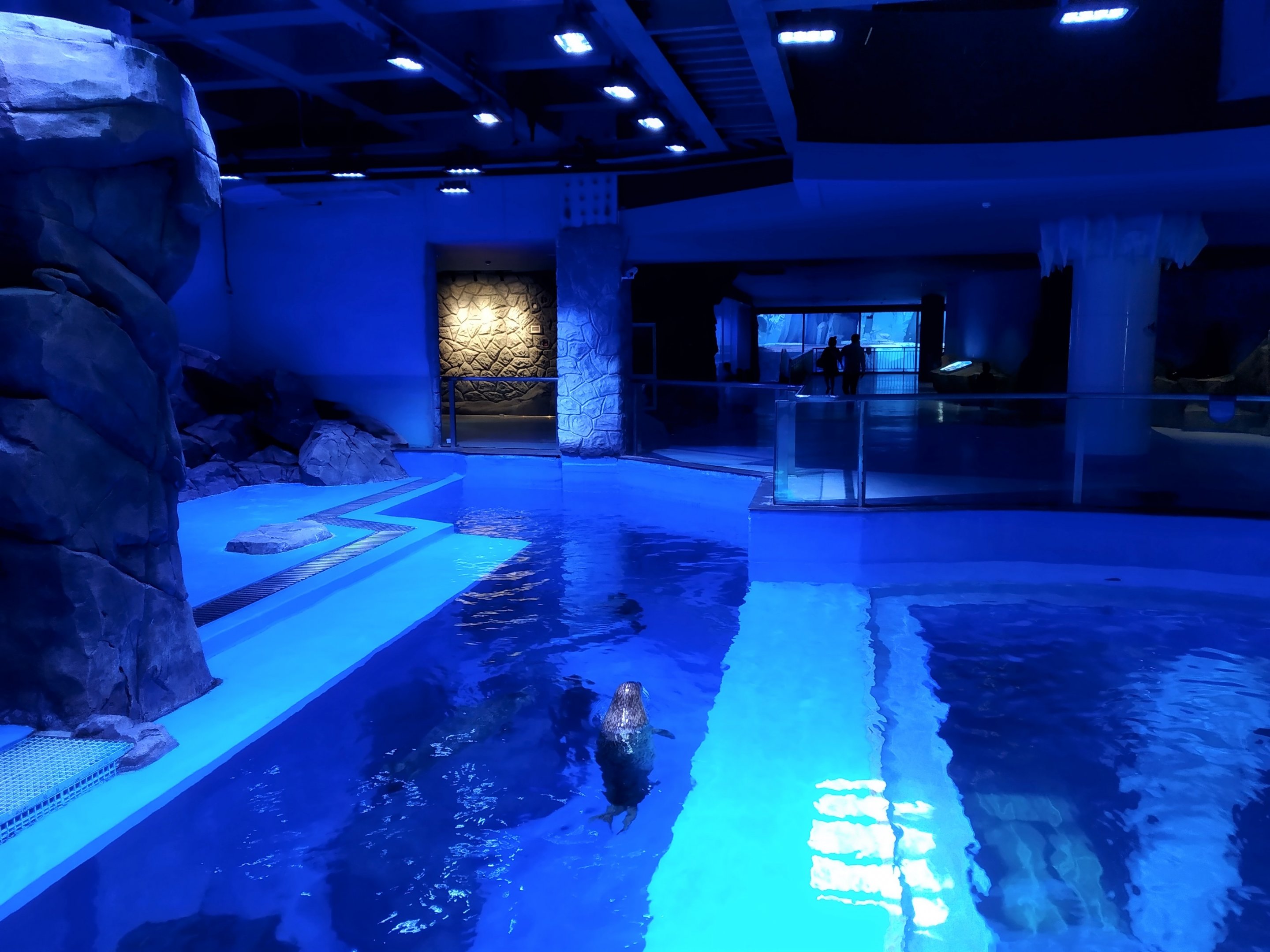 Spotted Seal Exhibit