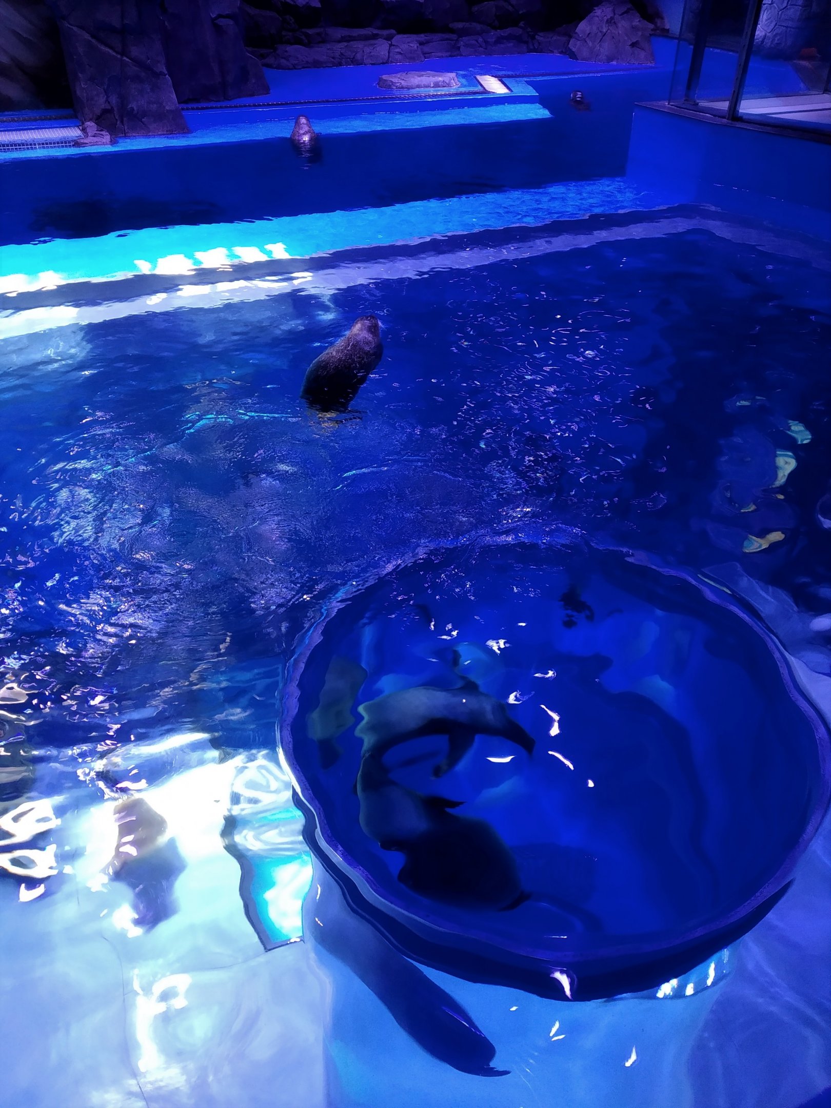 Spotted Seal Exhibit