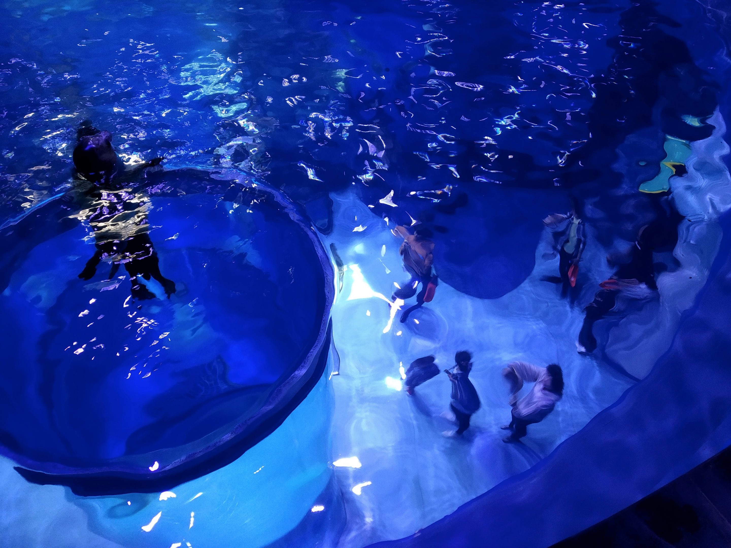 Spotted Seal Exhibit