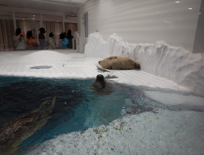 Spotted Seal Exhibit
