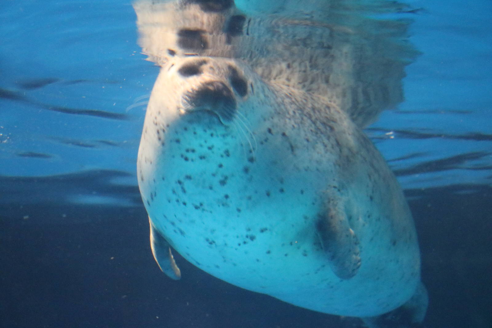 Spotted seal, February 2016