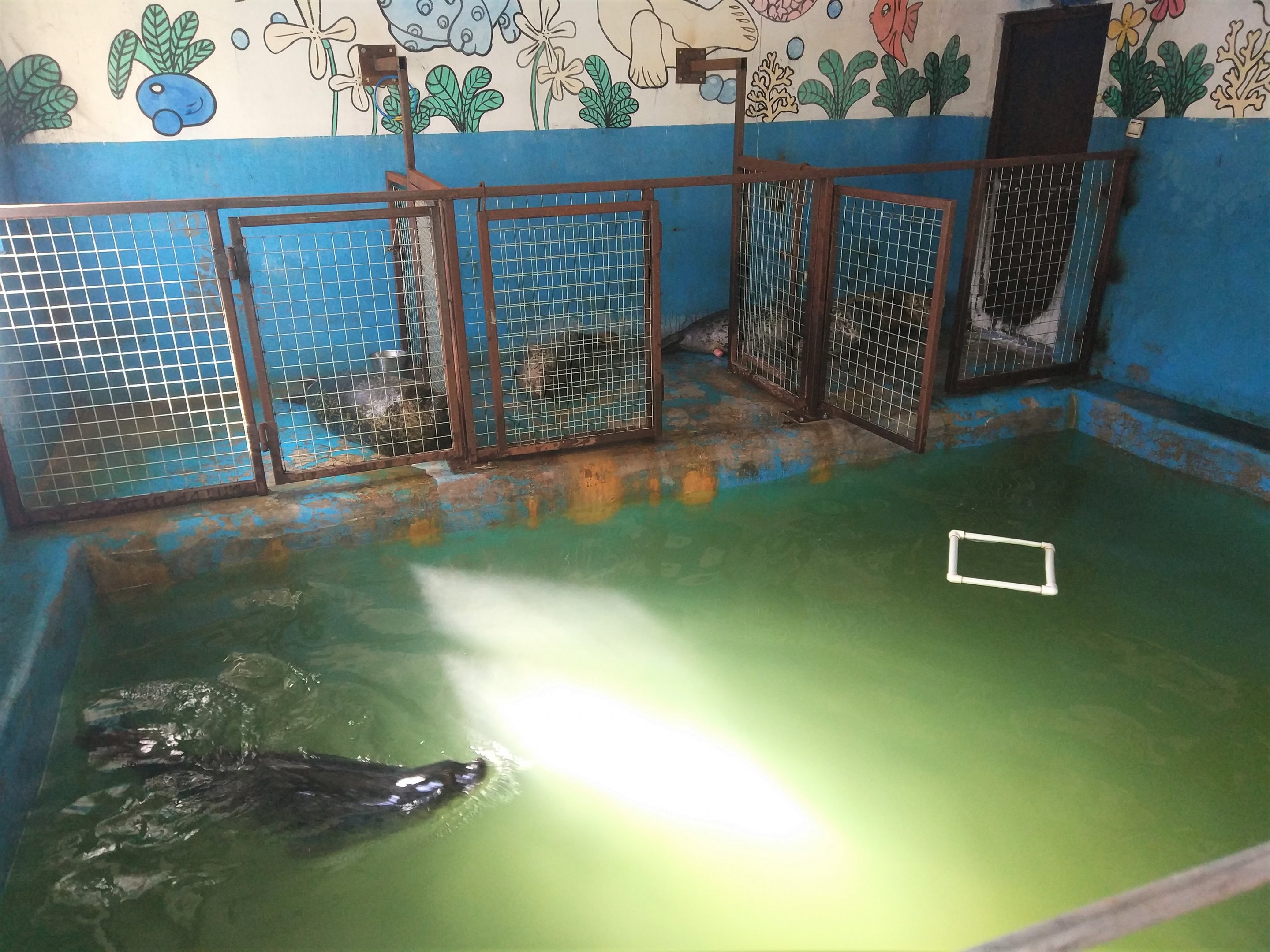 Spotted Seal Indoor Holding