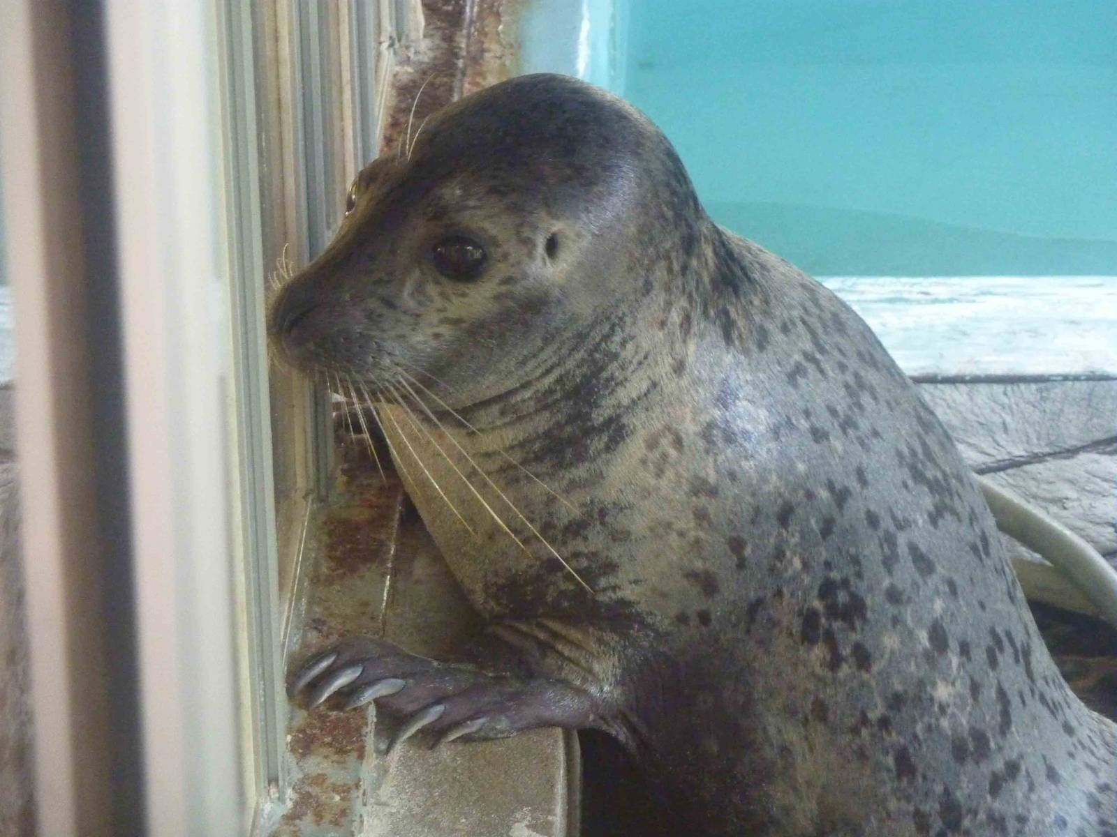 Spotted seal, May 2013.