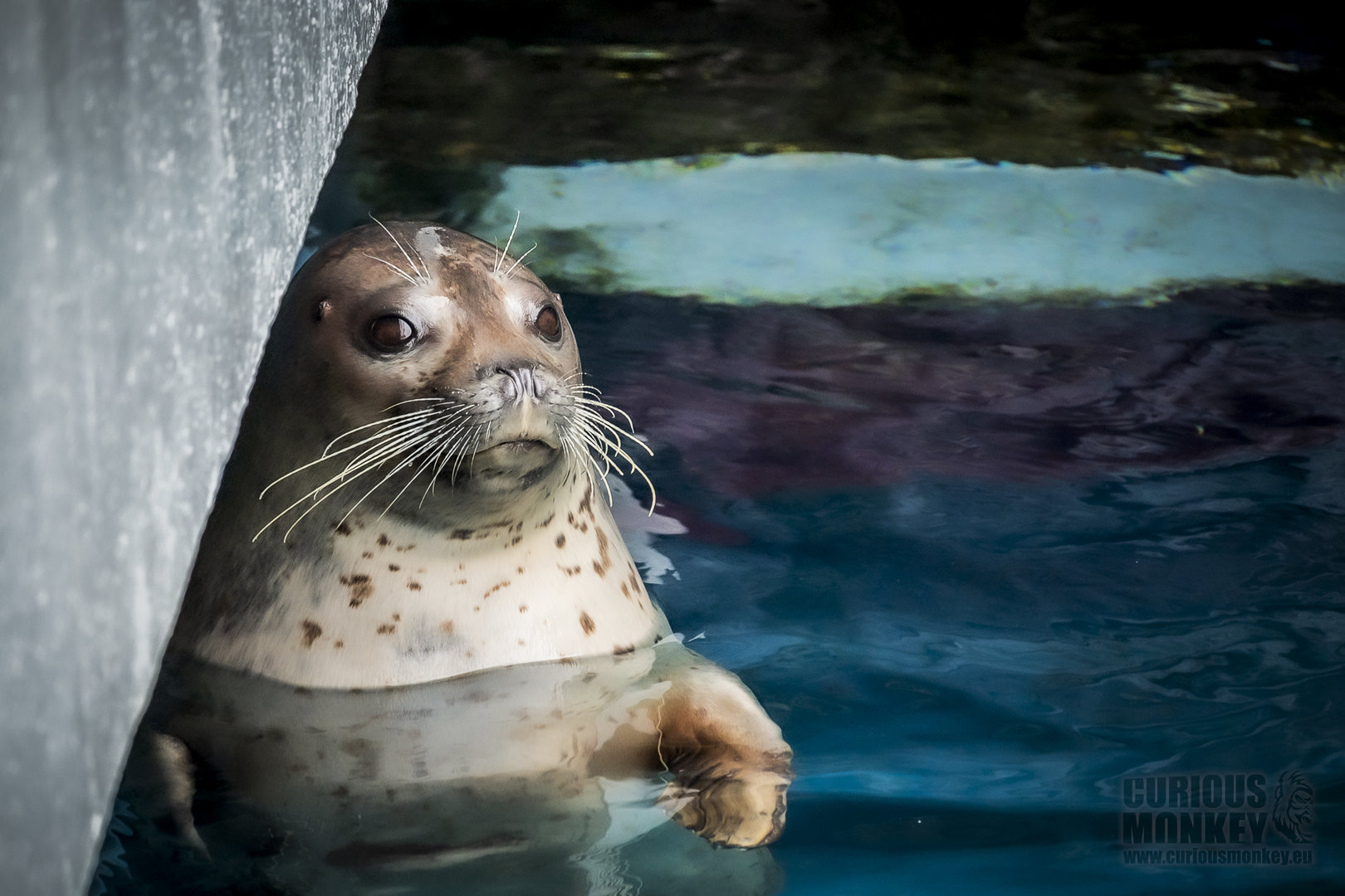 Spotted Seal (phoca largha) 10/20