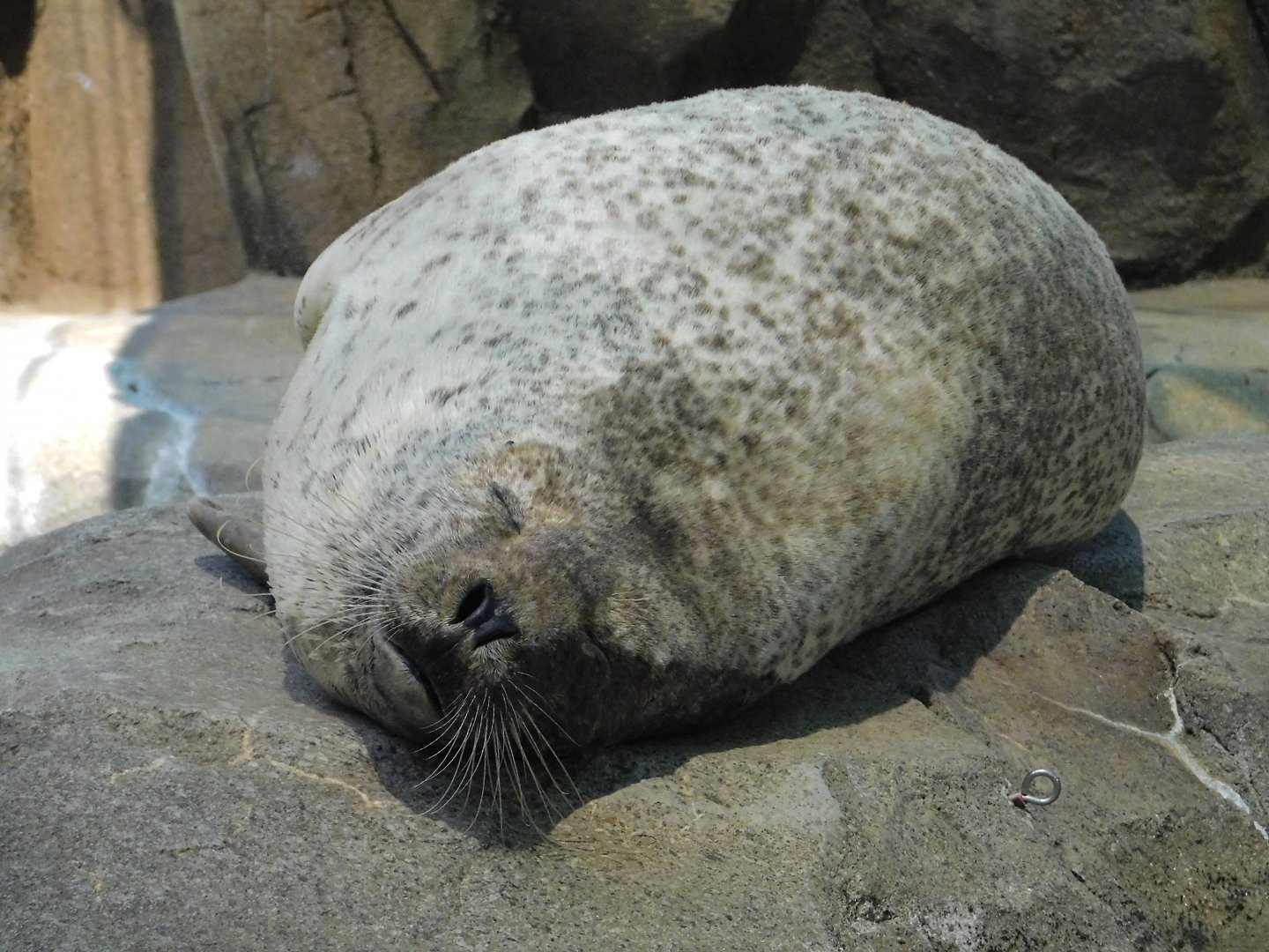 Spotted seal (Phoca largha) August 4, 2025